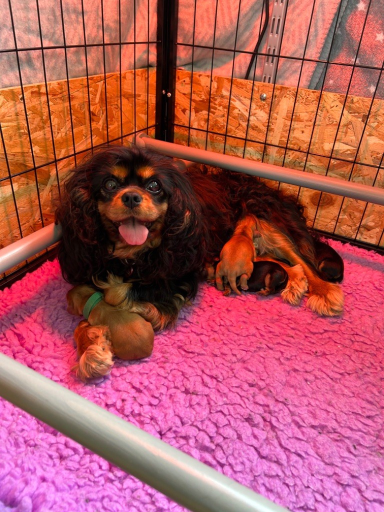 chiot Cavalier King Charles Spaniel Du Rêve D'Hanstie