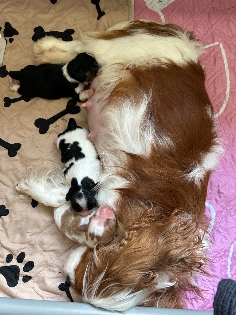 Les bébés d'Uleen et Sullyvan sont arrivés 