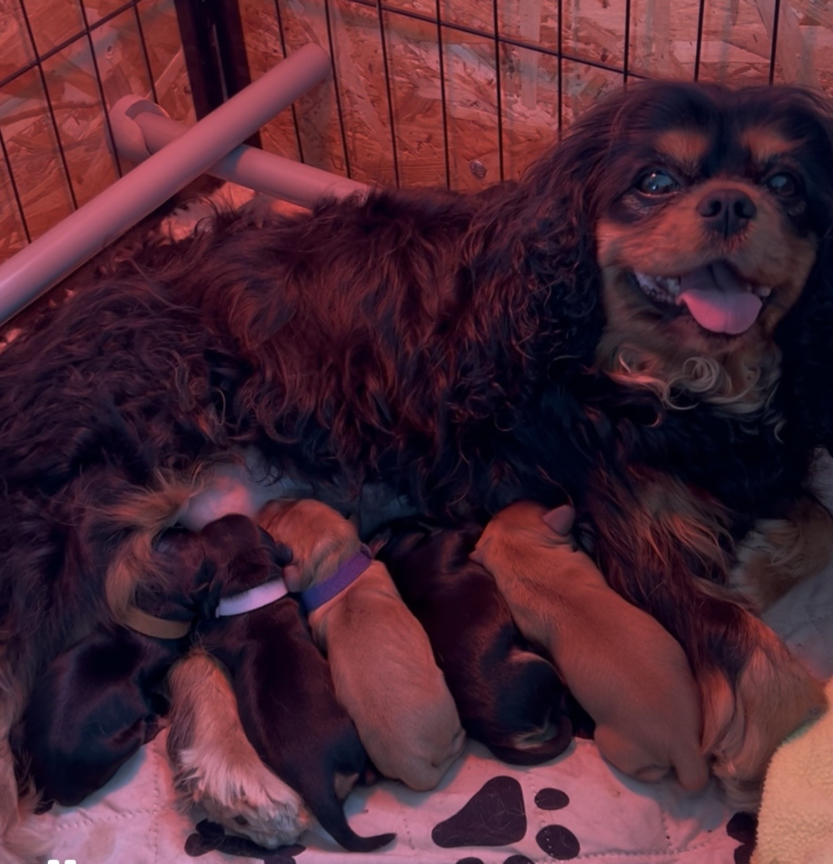 Les bébés de Sybelle sont arrivés