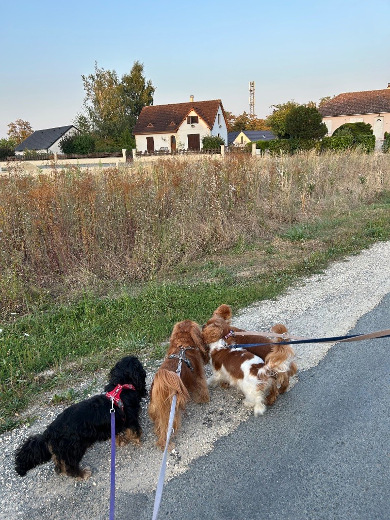 Nos chiens