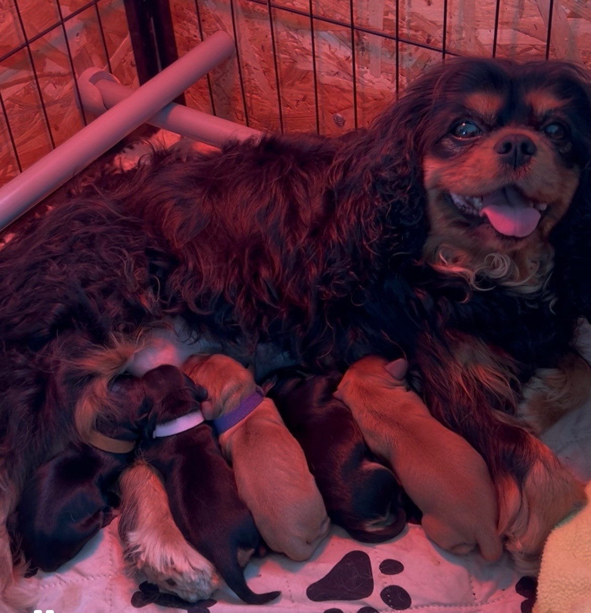 Chiot Cavalier King Charles Spaniel Du Rêve D'Hanstie