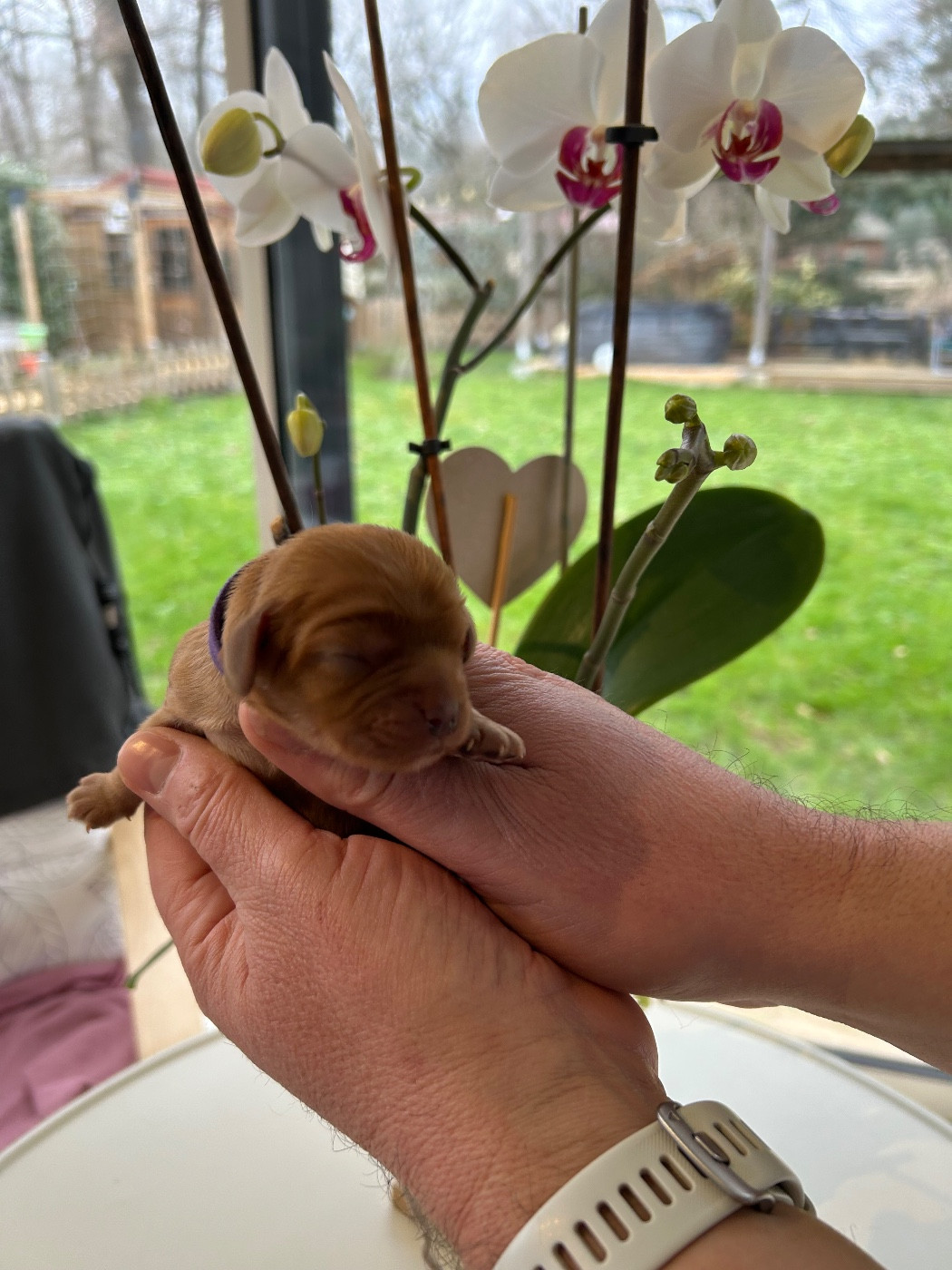 Du Rêve D'Hanstie - Chiots disponibles - Cavalier King Charles Spaniel