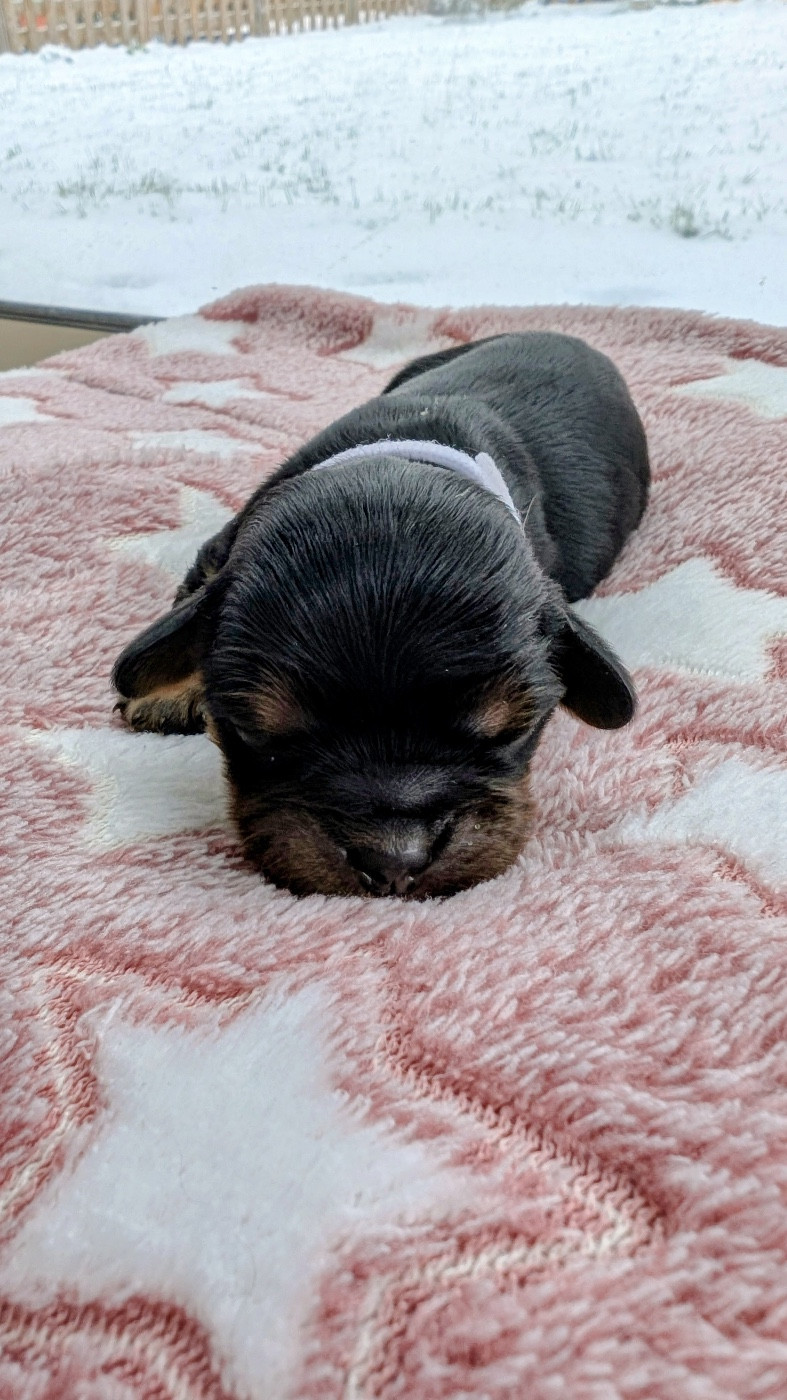 Du Rêve D'Hanstie - Chiots disponibles - Cavalier King Charles Spaniel