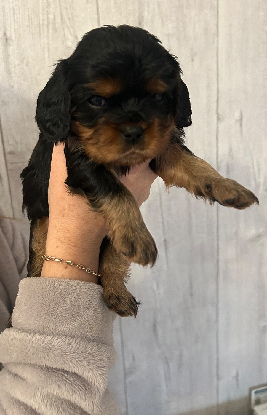 Du Rêve D'Hanstie - Chiots disponibles - Cavalier King Charles Spaniel